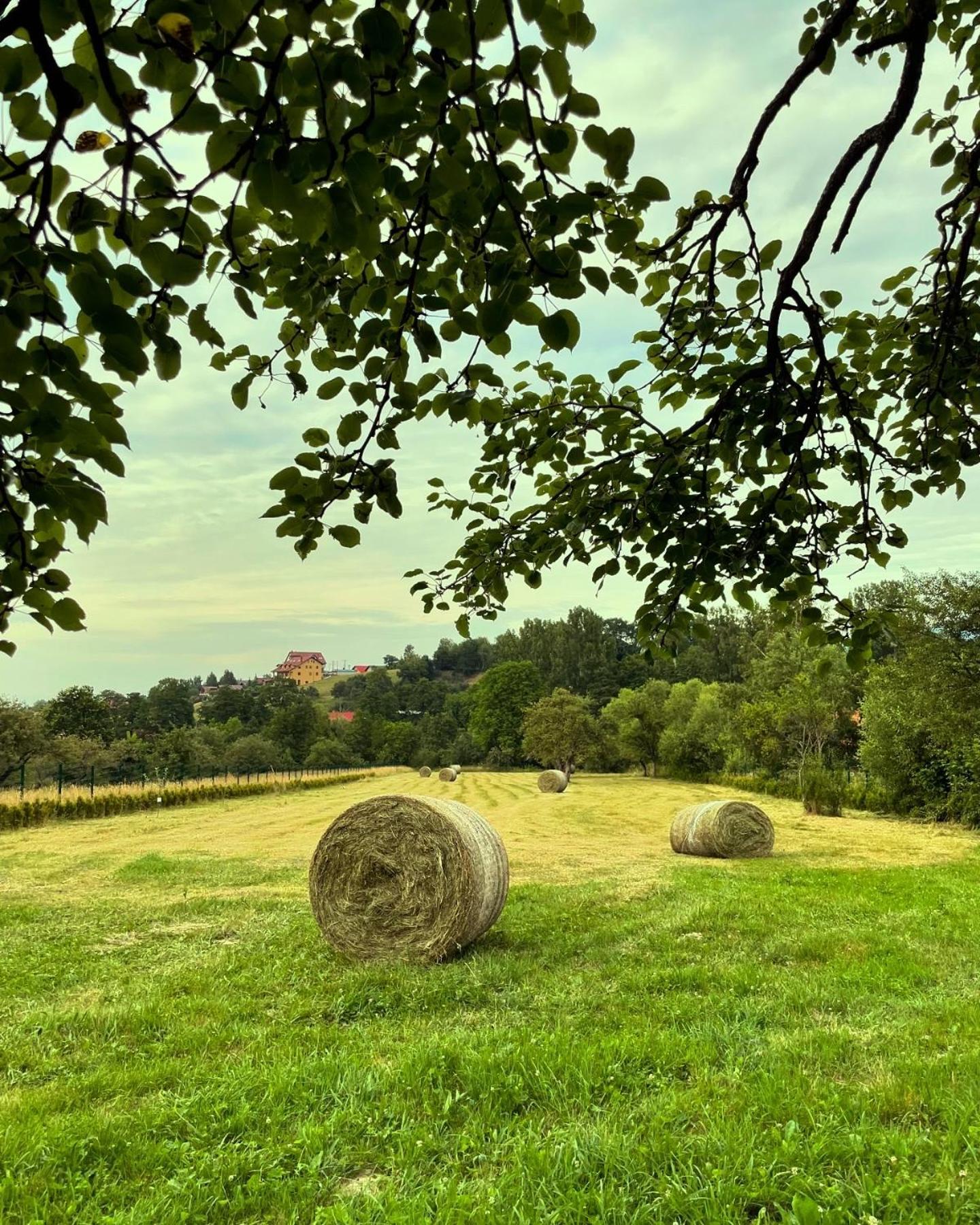 Vino Chalets Bran Sohodol  Esterno foto